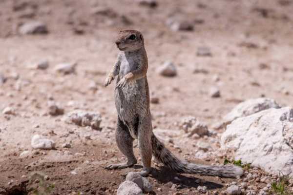 EMO TOURS EGYPT Africano Park Alexandria Safari from Cairo