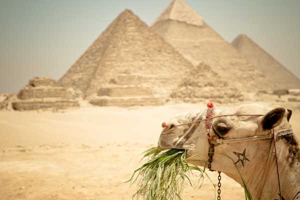 EMO TOURS EGYPT 10 小时开罗停留之旅参观吉萨金字塔和埃及博物馆和集市