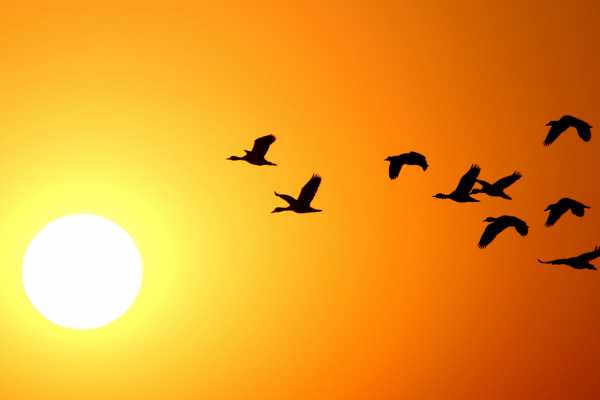 Bird-Watching and Cultural Tour