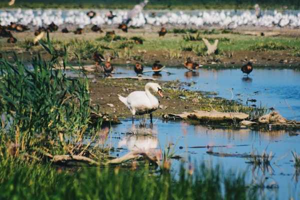 Full day tour into the Danube Delta (CT-05)