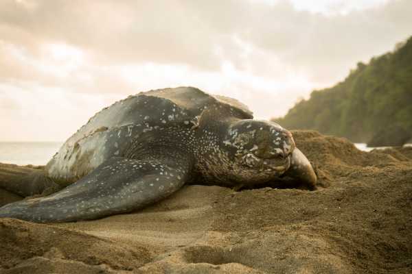Leatherback Sea Turtle Nesting Tour
