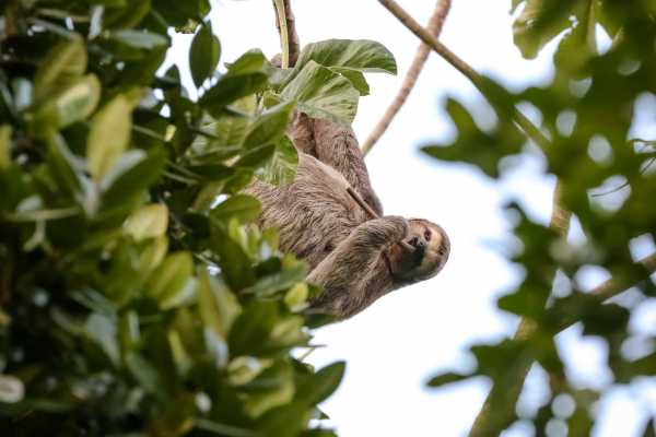 ATV Sloth Habitat Tour