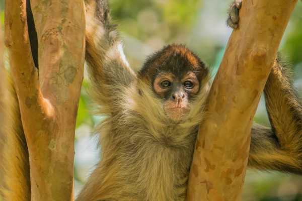 Monkey Park&nbsp;Foundation Tour