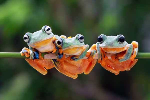Boat Safari and Nature Walk Tour