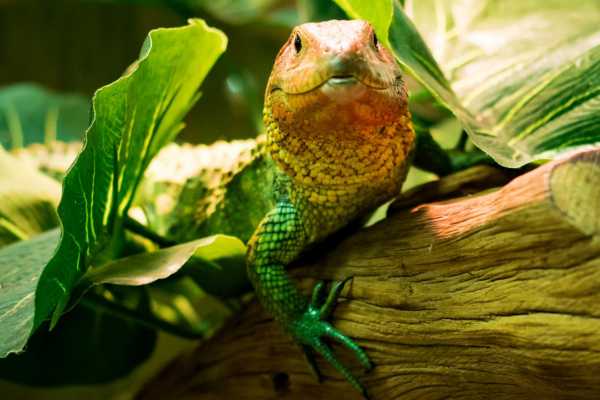 Reptiles and Amphibians Expedition