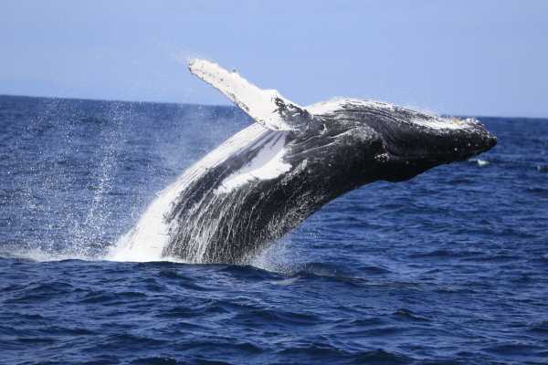 MANTA |  LOS FRAILES BEACH | WHALE WATCHING | SNORKEL | ISLA SALANGO|ECUADOR