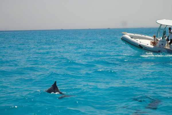 Private Speedboat to dolphin house in Hurghada