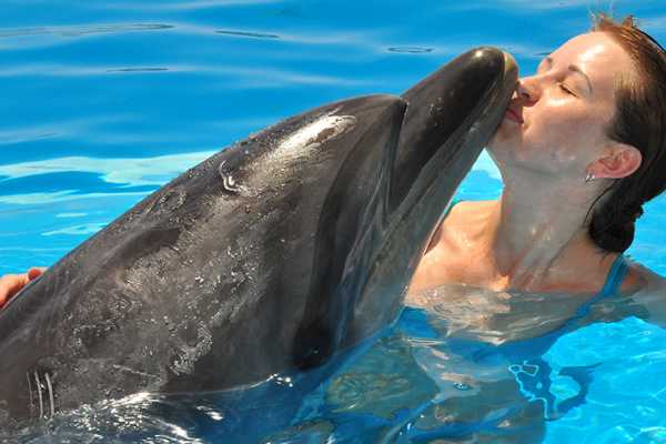El Gouna Swimming with dolphins Tour
