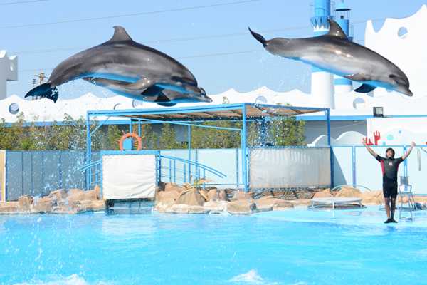 El Gouna Dolphins Show Tour