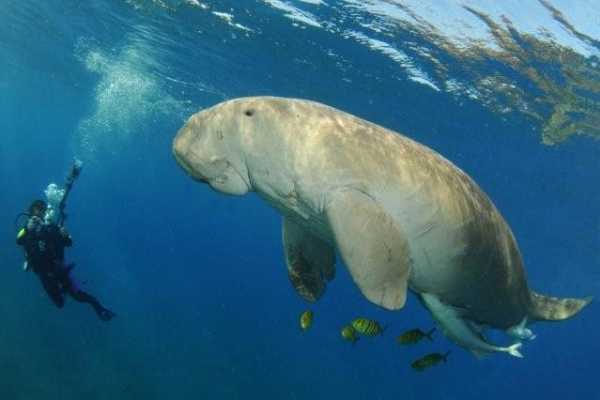Abu Dabbab Dugong Snorkeling Trip From Sahel Hashesh
