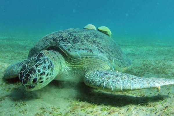 Diving trip to portghalib from Marsa Alam