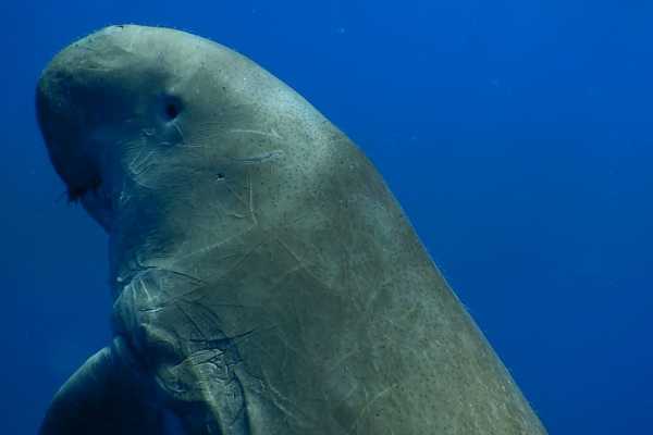 12 days Marsa Alam Holiday Package