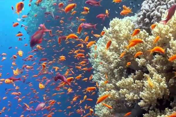 Snorkeling Trip To hamata Island from Port Ghalib