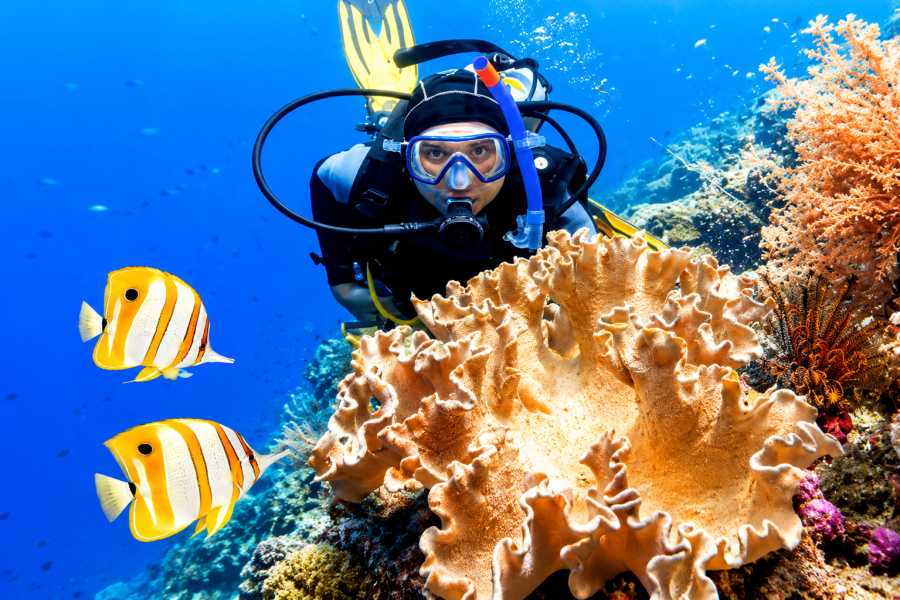 Let`s Explore Egypt Sharm el-Sheikh: Snorkel & Camel Safari at Blue Hole