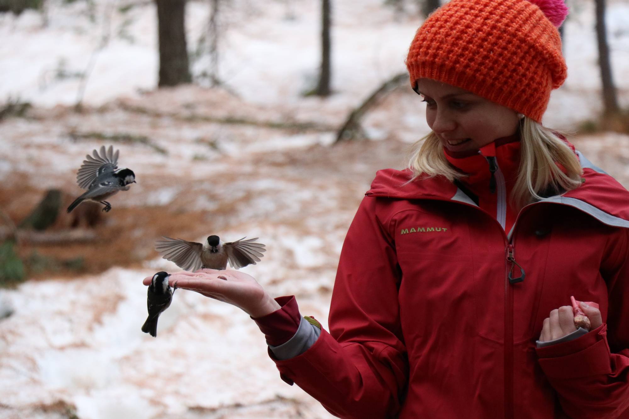 Vogelkunde in Pontresina: Wer frisst aus meiner Hand?