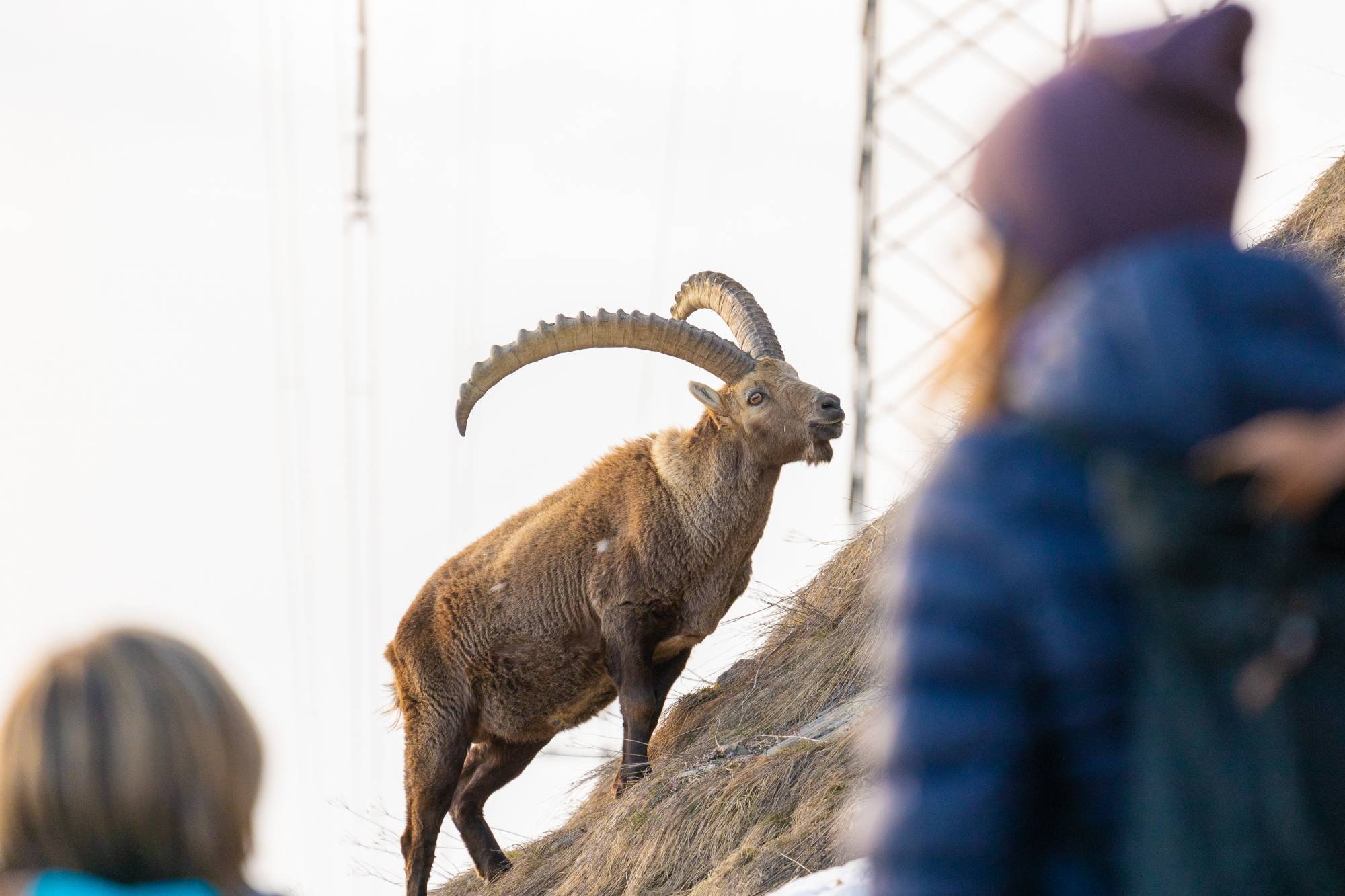Steinbock-Führung Frühling Pontresina