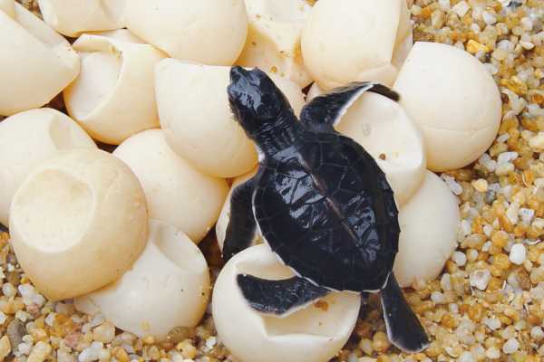 Green Sea Turtle Nesting Tour