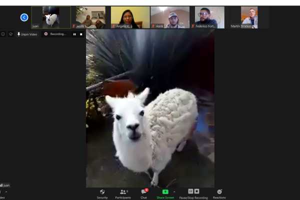 Llamazing Llama Expedition!