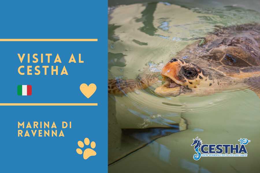 Happy Hour con le Tartarughe - presso il centro Cestha a Marina di Ravenna