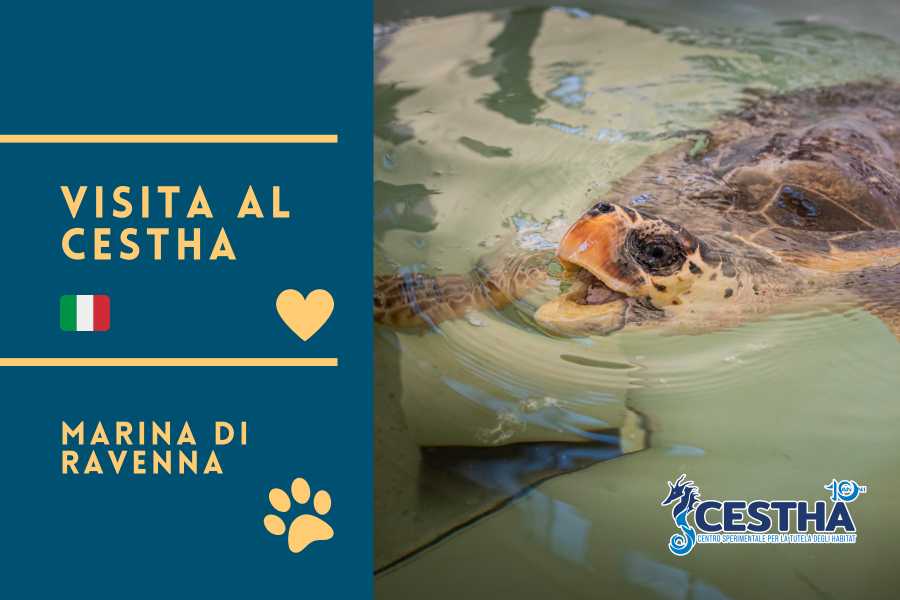 Happy Hour con le Tartarughe - presso il centro Cestha a Marina di Ravenna