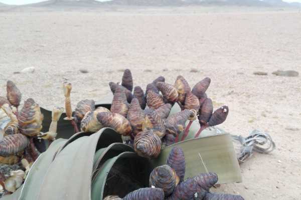 Walvis Bay Shore Excursion ( Treasures of the Namib Tour)