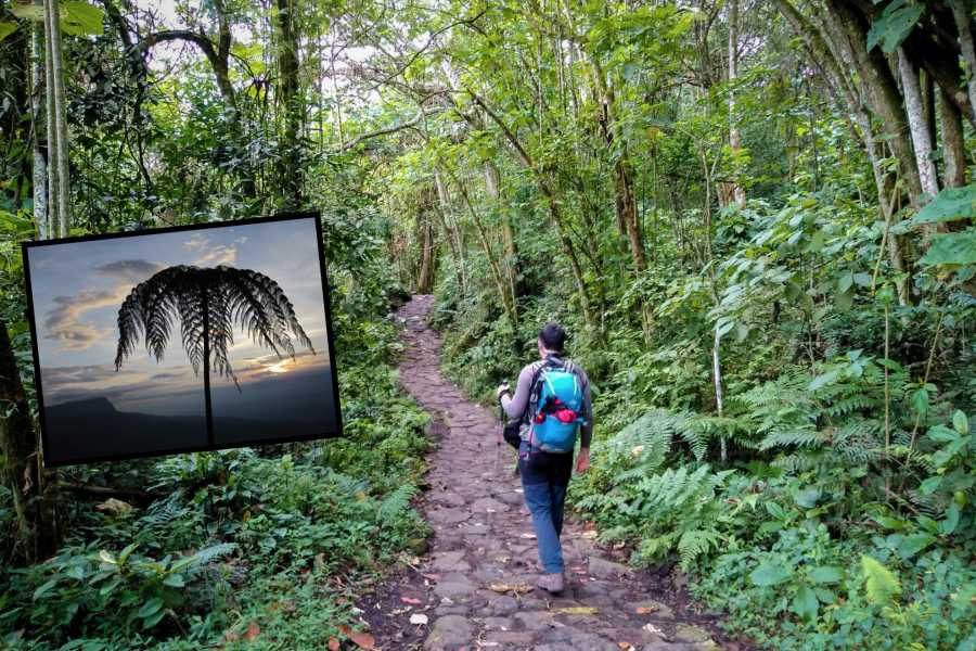 Andes Ecotours Chicaque Cloud Forest Hike