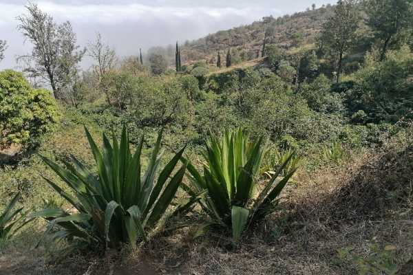 Caminhada Ch&atilde; das Caldeiras, floresta Monte Velha e Mosteiros