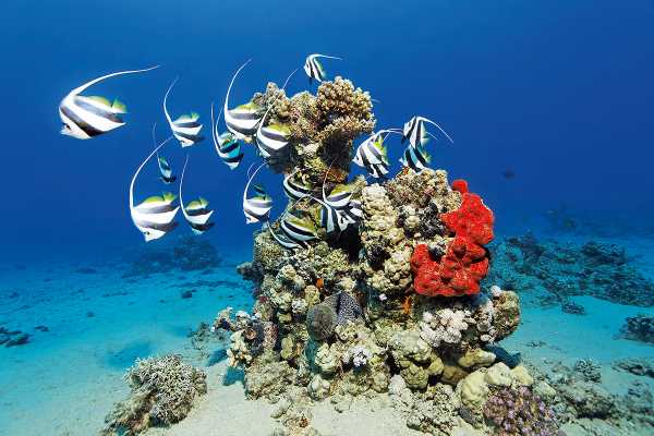Snorkeling Trip At Satayh Dolphin Reef | Marsa Alam Day