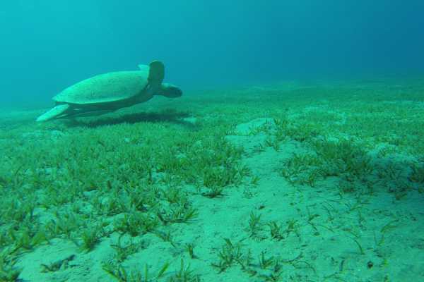 Half Day Snorkeling Excursion To Sharm El luli