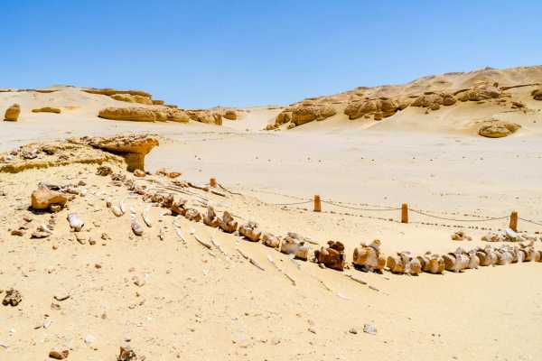 Wadi Al Hitan day trip from Cairo