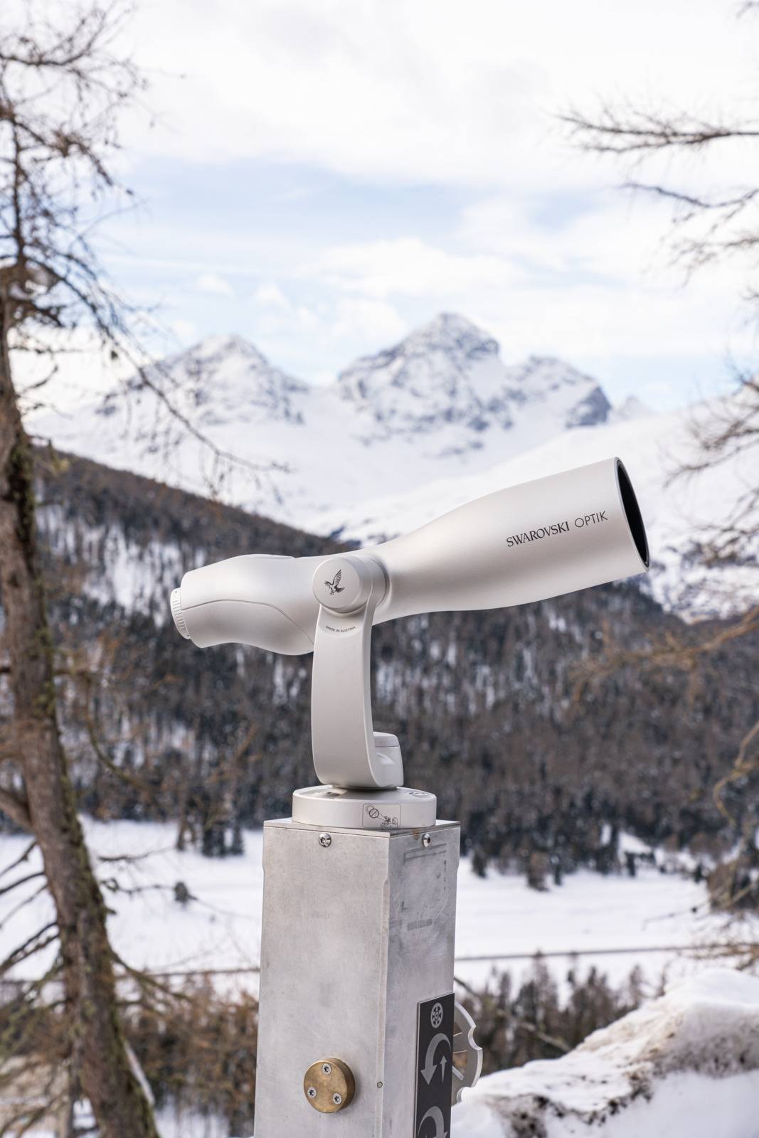 Steinbock-Beobachtung Winter Pontresina