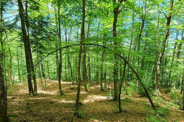 Trekking privato al bosco delle fate di Gambarie a Reggio Calabria