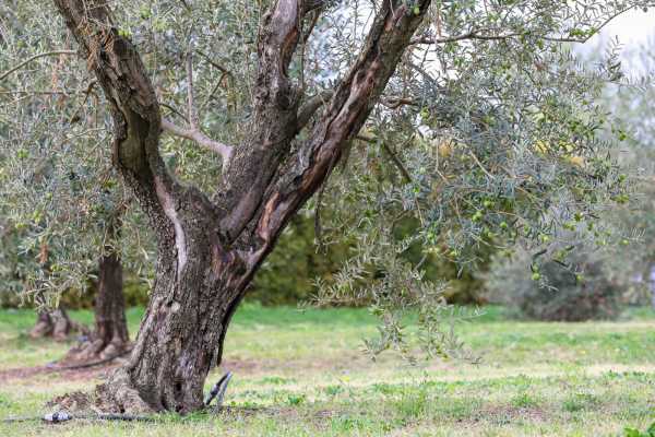 Extra virgin olive oild and wine tasting and lunch in Palazzo di Varignana