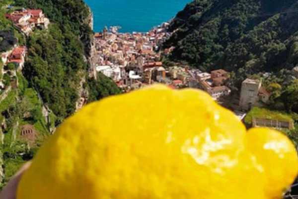 Taste & Tour the Amalfi Coast: Lemon Groves with Lunch & Ravello