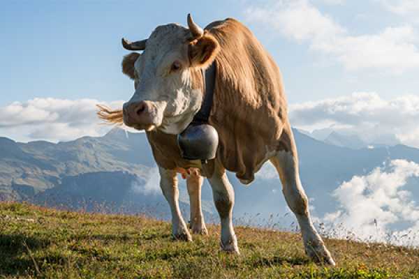 Alpine Farm Visit & Cheese Tasting