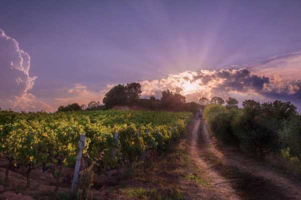 Degustazione in famiglia nella vigna Bonamici a Mamoiada