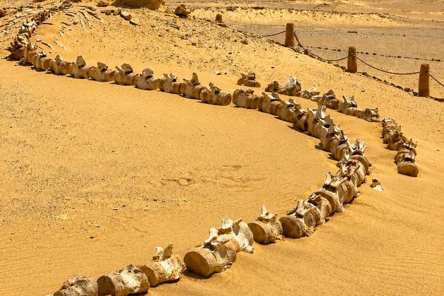 Let`s Explore Egypt Private Day Trip to Wadi El Hitan & Fayoum Oasis