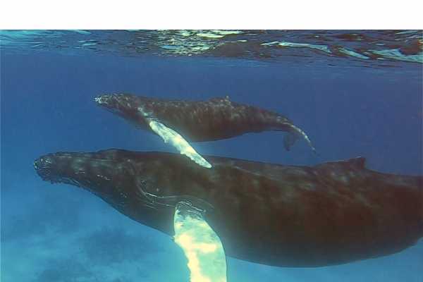 Private Whale Watching Charter