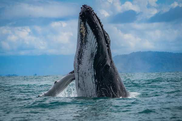 Combo Tour (Whale and/or Dolphins in Marino Ballena N.P.
