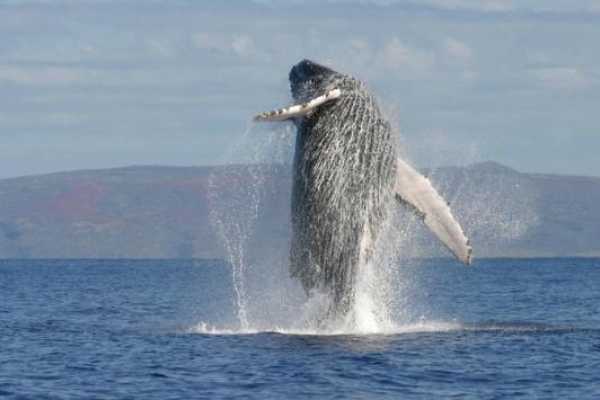 Private Tour Combo Tour ( Whales and/or Dolphins in Ballena National Marine Park