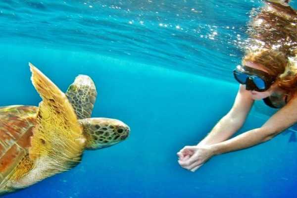 Let`s Explore Egypt Hurghada: Swimming with Dolphins & Snorkeling Tour & Lunch