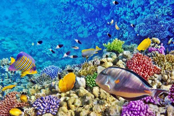 Let`s Explore Egypt Hurghada: Full-Day Diving Tour with Lunch & Two Dive Sites