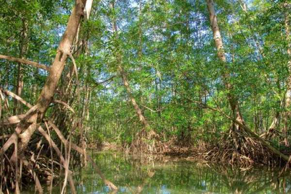 Terraba - Sierpe National Wetland Tour