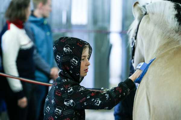 Caring for the fjord horses