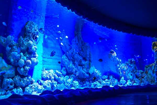 El Gouna to Hurghada grand aquarium Tour