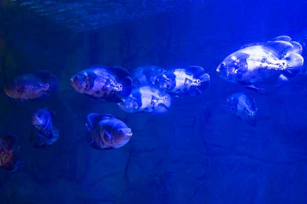 From Makadi Bay to Hurghada Grand Aquarium Tour