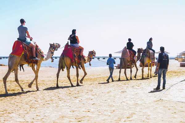 Makadi Bay Camel Ride Tour