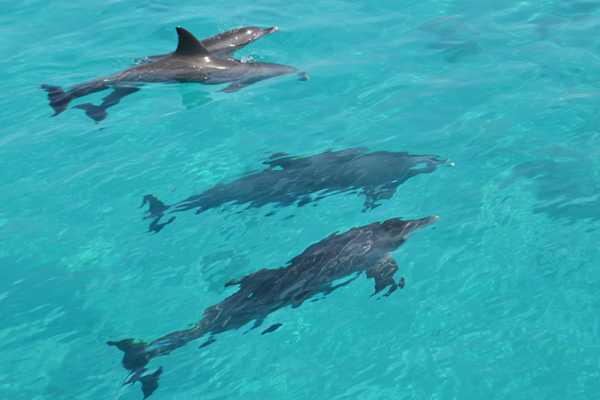 Makadi Bay Private boat Trip to Dolphin house