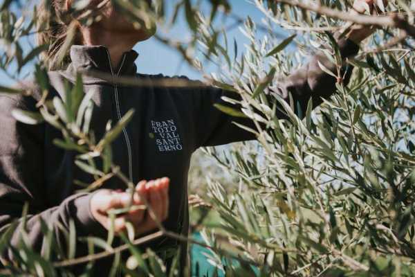 FRANTOIO VALSANTERNO: FROM THE LAND TO THE TABLE