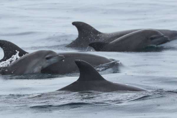 BEACH, ISLANDS AND COASTAL EXPEDITION | LOOKING FOR WHALES AND DOLPHINS | PUERTO LOPEZ | PUERTO CAYO |MONTA&Ntilde;ITA |AYANGUE | AYAMPE